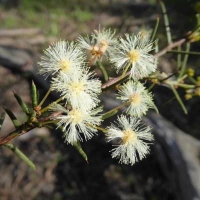 Acacia genistifolia (Early Wattle) at Gungaderra Grasslands - 7 Sep 2020 by Dibble