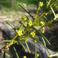 Acacia genistifolia at Kaleen, ACT - 7 Sep 2020 02:46 PM