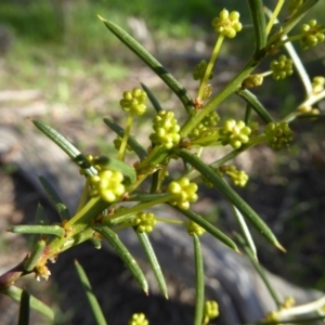 Acacia genistifolia at Kaleen, ACT - 7 Sep 2020