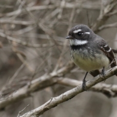 Rhipidura albiscapa (Grey Fantail) at Fyshwick, ACT - 8 Sep 2020 by jb2602