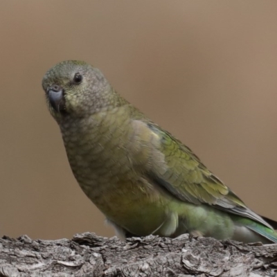 Psephotus haematonotus (Red-rumped Parrot) at Jerrabomberra Wetlands - 8 Sep 2020 by jbromilow50