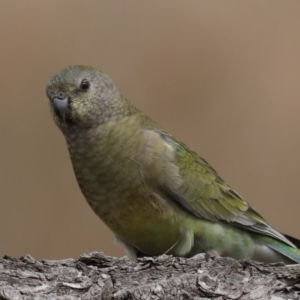 Psephotus haematonotus at Fyshwick, ACT - 8 Sep 2020