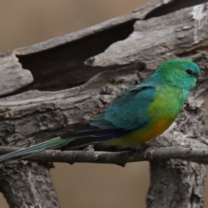 Psephotus haematonotus at Fyshwick, ACT - 8 Sep 2020