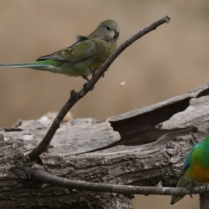 Psephotus haematonotus at Fyshwick, ACT - 8 Sep 2020