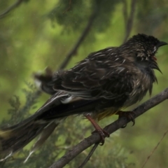 Anthochaera carunculata (Red Wattlebird) at Jerrabomberra Wetlands - 8 Sep 2020 by jbromilow50