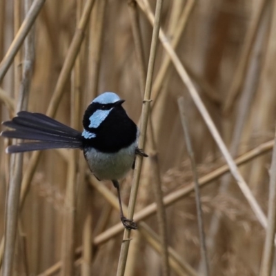 Malurus cyaneus (Superb Fairywren) at Fyshwick, ACT - 8 Sep 2020 by jbromilow50