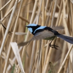 Malurus cyaneus at Fyshwick, ACT - 8 Sep 2020