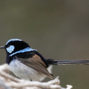 Malurus cyaneus at Fyshwick, ACT - 8 Sep 2020