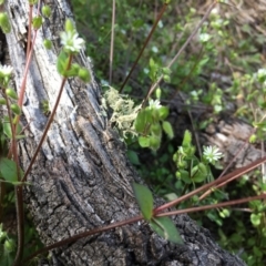 Cerastium vulgare (Mouse Ear Chickweed) at Majura, ACT - 7 Sep 2020 by JochenZeil