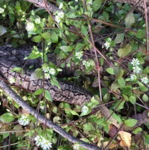 Cerastium vulgare at Majura, ACT - 7 Sep 2020 12:30 PM