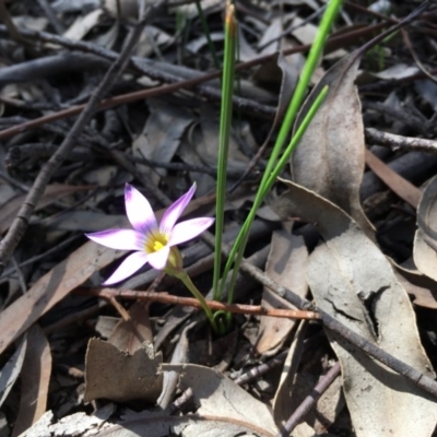 Romulea rosea var. australis (Onion Grass) at Majura, ACT - 7 Sep 2020 by JochenZeil