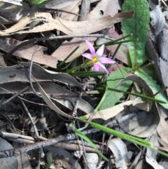 Romulea rosea var. australis at Majura, ACT - 7 Sep 2020