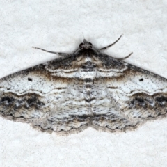 Syneora euboliaria (Boarmiini, Geometer moth) at Ainslie, ACT - 8 Sep 2020 by jb2602