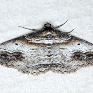 Syneora euboliaria at Ainslie, ACT - 8 Sep 2020