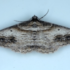 Syneora euboliaria at Ainslie, ACT - 8 Sep 2020