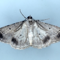 Syneora euboliaria at Ainslie, ACT - 8 Sep 2020