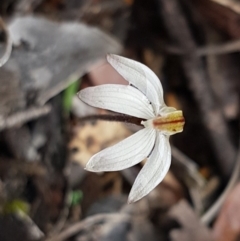 Caladenia fuscata (Dusky Fingers) at Black Mountain - 9 Sep 2020 by trevorpreston