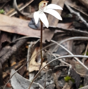 Caladenia fuscata at Bruce, ACT - 9 Sep 2020