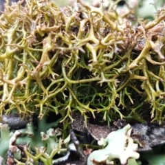 Cladia aggregata (A lichen) at Black Mountain - 9 Sep 2020 by trevorpreston