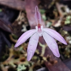 Caladenia fuscata (Dusky Fingers) at Bruce, ACT - 9 Sep 2020 by trevorpreston