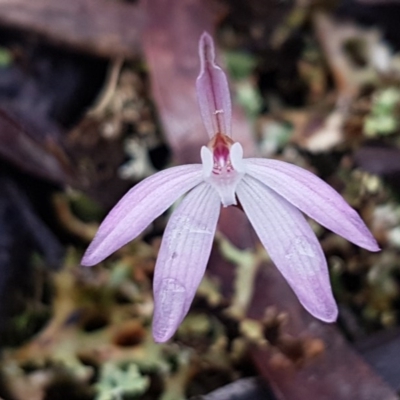 Caladenia fuscata (Dusky Fingers) at Bruce, ACT - 9 Sep 2020 by trevorpreston