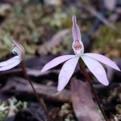 Caladenia fuscata at Bruce, ACT - suppressed