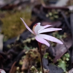 Caladenia fuscata at Bruce, ACT - suppressed