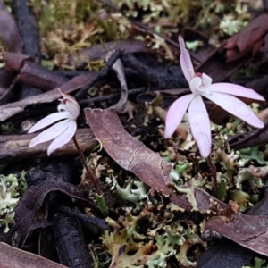 Caladenia fuscata at Bruce, ACT - suppressed