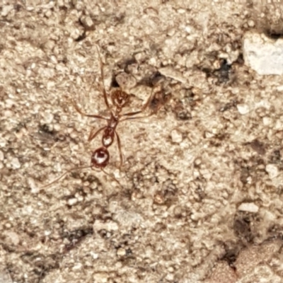 Aphaenogaster longiceps (Funnel ant) at Black Mountain - 9 Sep 2020 by trevorpreston