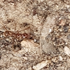 Aphaenogaster longiceps at Bruce, ACT - 9 Sep 2020