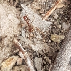 Aphaenogaster longiceps at Bruce, ACT - 9 Sep 2020