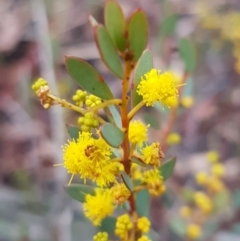 Acacia buxifolia subsp. buxifolia (Box-leaf Wattle) at Bruce, ACT - 9 Sep 2020 by tpreston