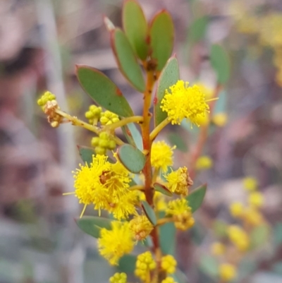 Acacia buxifolia subsp. buxifolia (Box-leaf Wattle) at Black Mountain - 9 Sep 2020 by trevorpreston