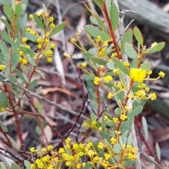 Acacia buxifolia subsp. buxifolia at Bruce, ACT - 9 Sep 2020 03:35 PM