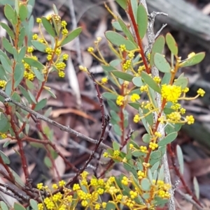 Acacia buxifolia subsp. buxifolia at Bruce, ACT - 9 Sep 2020