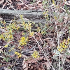 Acacia buxifolia subsp. buxifolia at Bruce, ACT - 9 Sep 2020