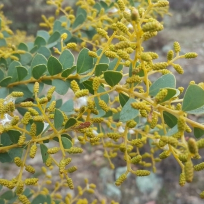 Acacia cultriformis (Knife Leaf Wattle) at Wanniassa Hill - 8 Sep 2020 by Mike