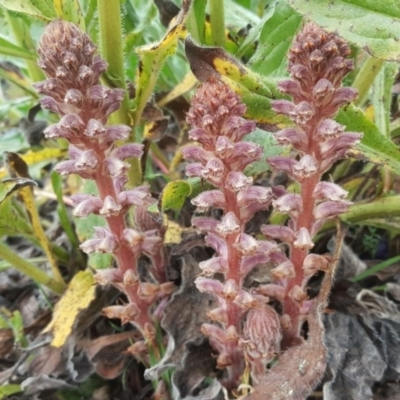 Orobanche minor (Broomrape) at Tuggeranong DC, ACT - 8 Sep 2020 by Mike