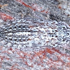 Stenocotis sp. (genus) (A Leafhopper) at Majura, ACT - 8 Sep 2020 by jb2602