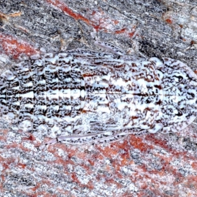 Stenocotis sp. (genus) (A Leafhopper) at Majura, ACT - 8 Sep 2020 by jb2602