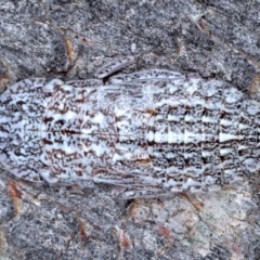 Stenocotis sp. (genus) at Majura, ACT - 8 Sep 2020