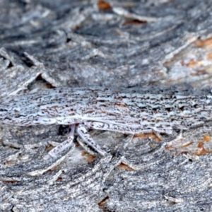 Stenocotis sp. (genus) at Majura, ACT - 8 Sep 2020