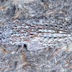 Stenocotis sp. (genus) at Majura, ACT - 8 Sep 2020