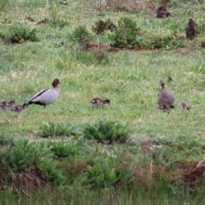 Chenonetta jubata at Hume, ACT - 9 Sep 2020 12:48 PM