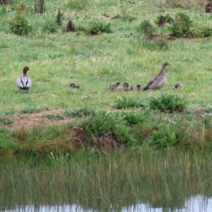 Chenonetta jubata at Hume, ACT - 9 Sep 2020