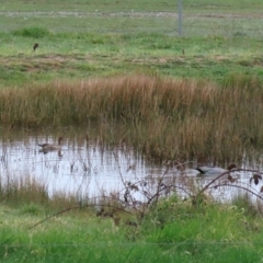 Chenonetta jubata at Hume, ACT - 9 Sep 2020 12:48 PM