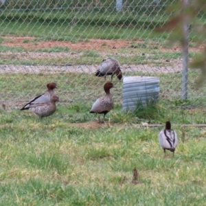 Chenonetta jubata at Hume, ACT - 9 Sep 2020 12:48 PM