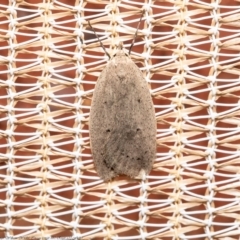 Chezala privatella (A Concealer moth) at Macgregor, ACT - 9 Sep 2020 by Roger