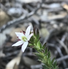 Rhytidosporum procumbens (White Marianth) at Black Mountain - 8 Sep 2020 by lydialuc