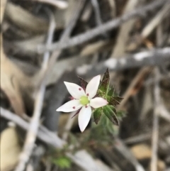 Rhytidosporum procumbens at Acton, ACT - 8 Sep 2020